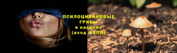 хмурый Аркадак